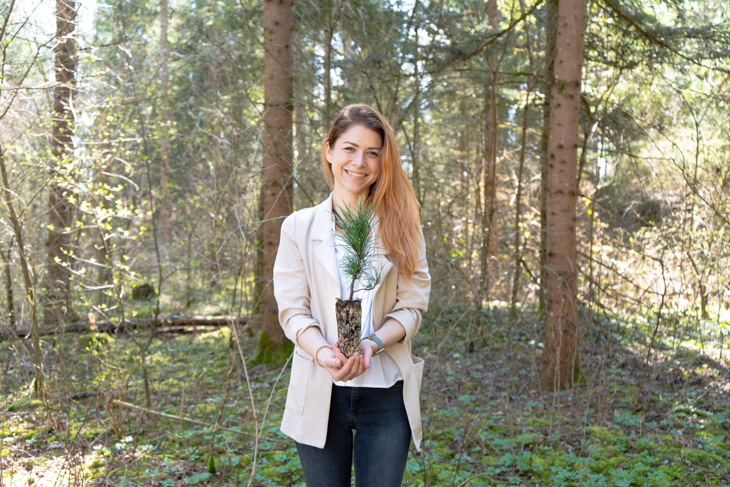 Zirbelino Produkte im Showroom, präsentiert auf Holzregalen